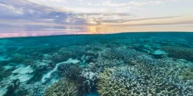 La Grande Barriera Corallina è un gioiello della natura con un'inestimabile importanza ecologica, scientifica ed economica.